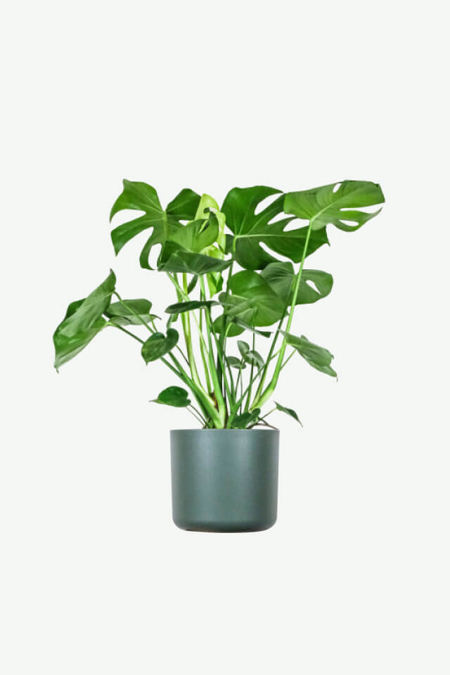 Monstera Deliciosa  MexiPet Online Shop